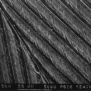 SEM image of a bird feather (x 55) showing shaft and dust specks. Bird species is Myopsitta monachus.