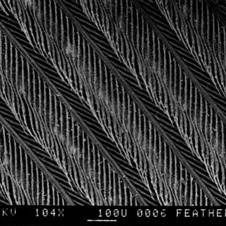 SEM image of a bird feather (x 104) with some dust. Bird species is Myopsitta monachus.